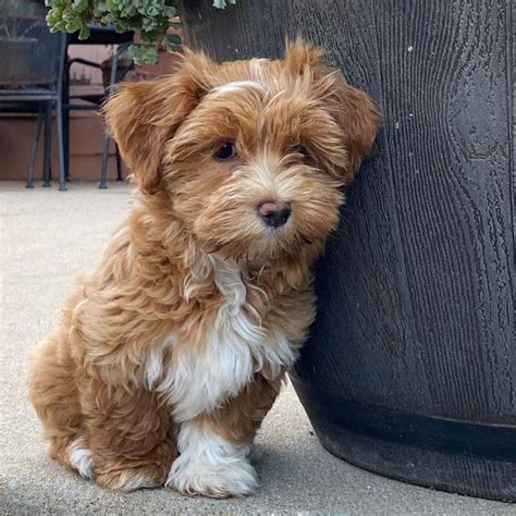 Havanese puppies for sale in tampa. Things To Know About Havanese puppies for sale in tampa. 